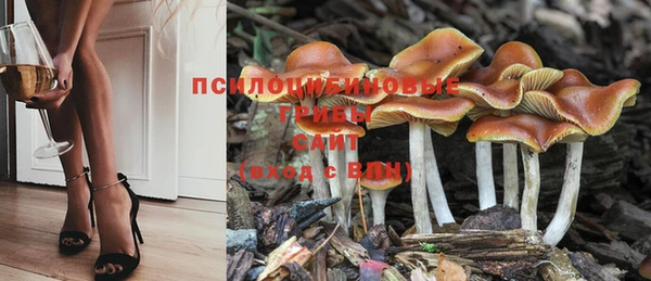 прущие грибы Абаза